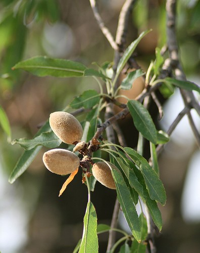 Huile essentielle d'Amande amère
