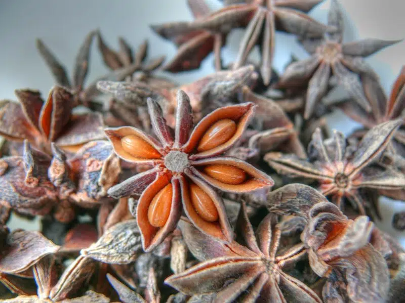 Huile essentielle d'Anis étoilé ou badiane BIO