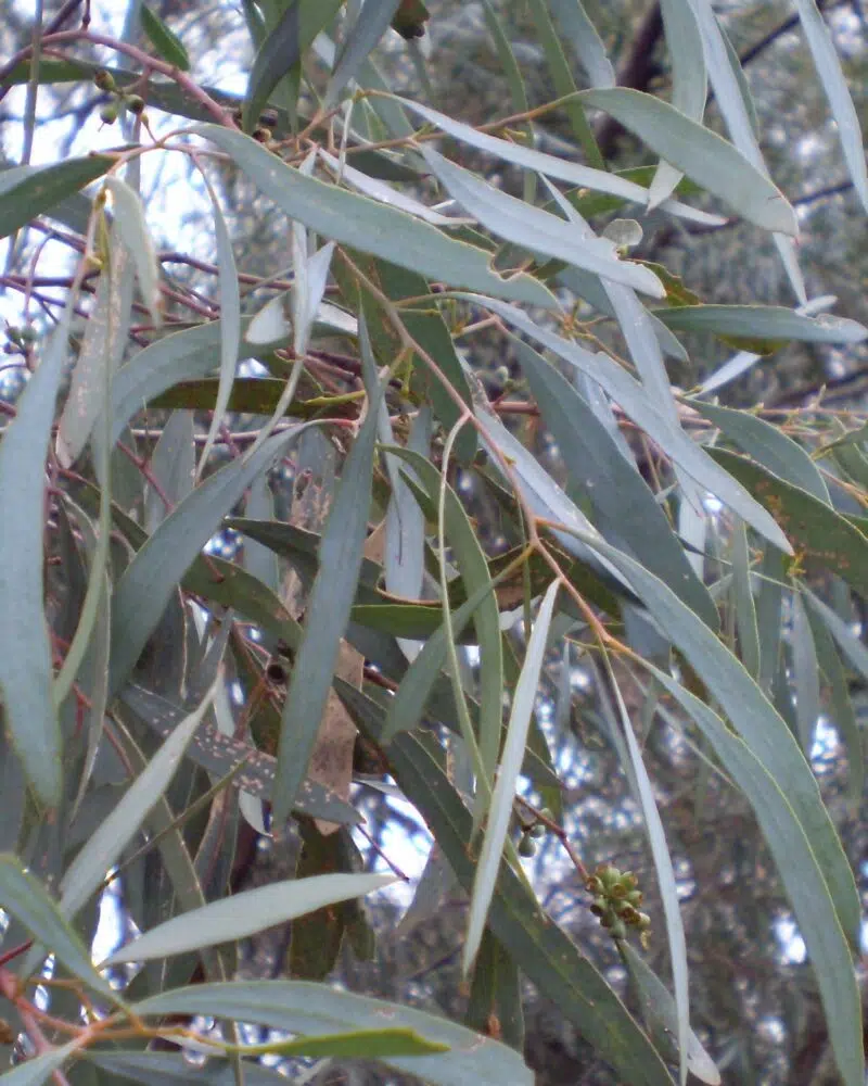 Huile essentielle d'Eucalyptus à cryptone  BIO