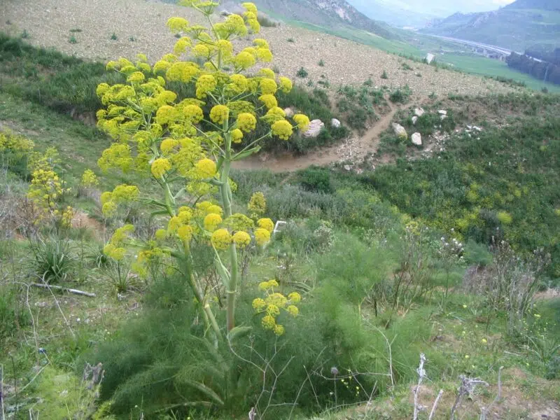 Huile essentielle de Galbanum ou Férule gommeuse
