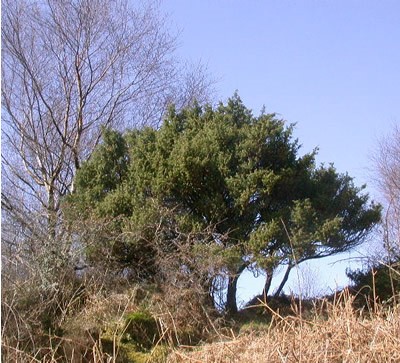 Huile essentielle de Génévrier commun