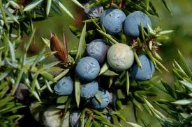 Huile essentielle de Génévrier commun – Image 2