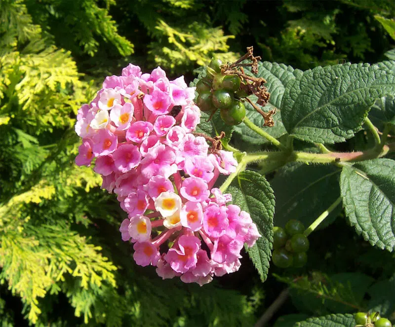 Huile essentielle de Lantana  Sauvage