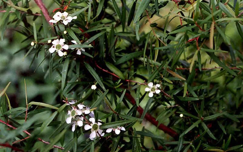 Huile essentielle de Leptosperme citronné ou Tea tree citronné  BIO