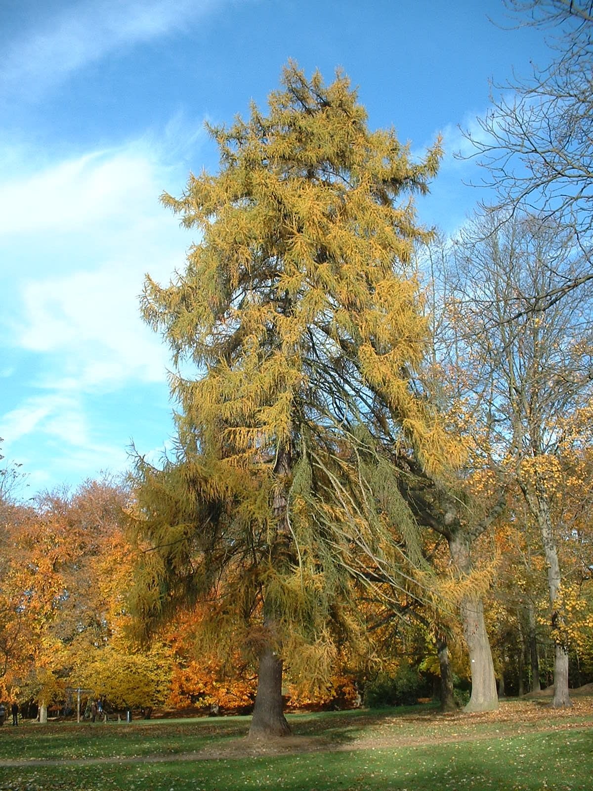 Huile essentielle de Mélèze laricin BIO