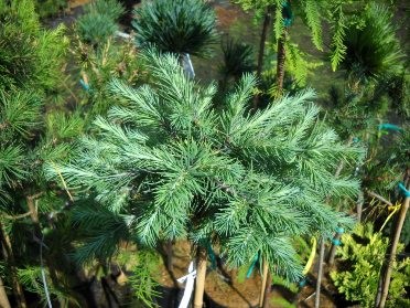 Huile essentielle de Mélèze laricin BIO – Image 2