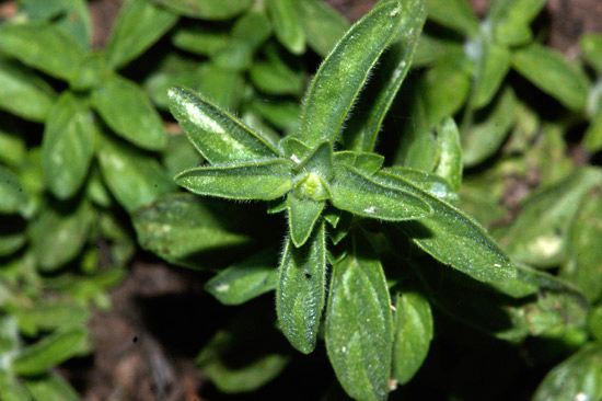 Huile essentielle de Menthe pouliot BIO