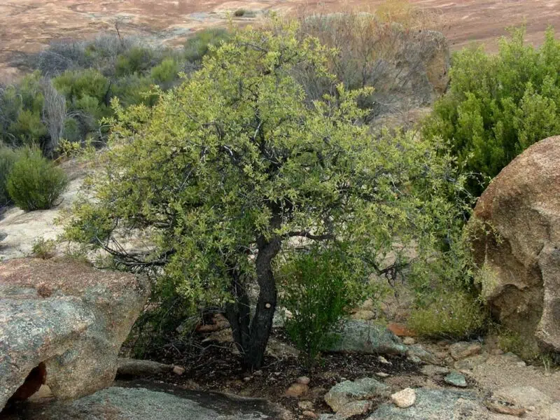 Huile essentielle de Santal d'Australie  BIO