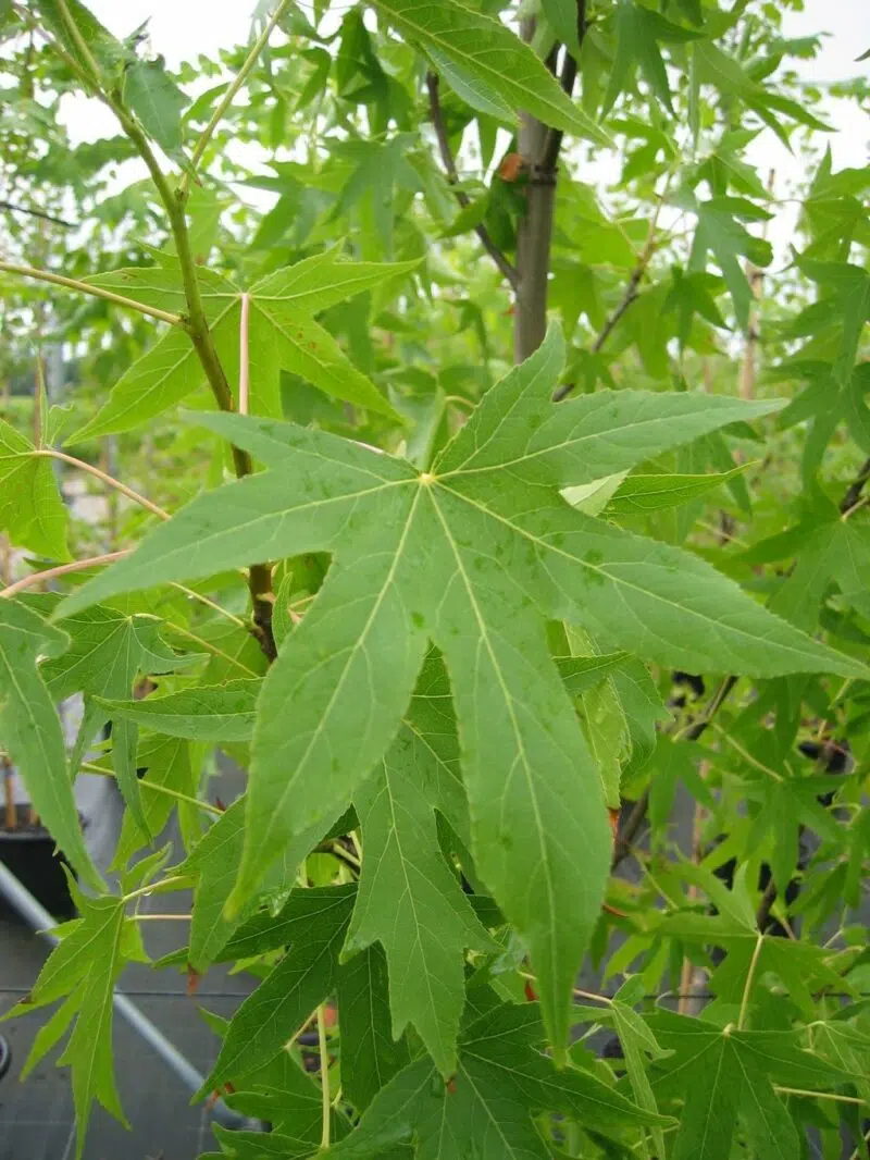 Huile essentielle de Styrax Honduras  sauvage
