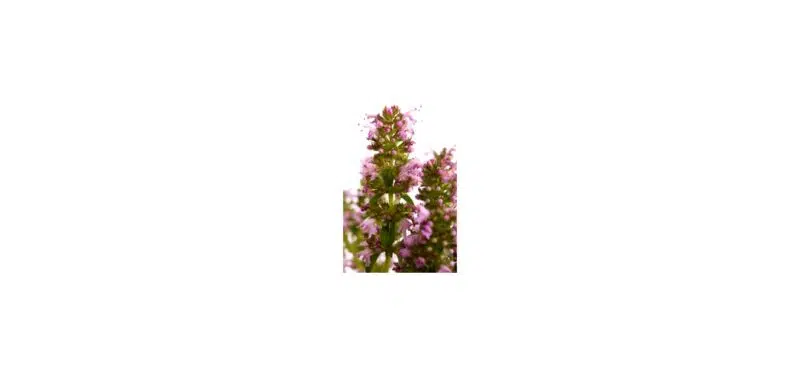 Huile essentielle de Thym à linalol  BIO