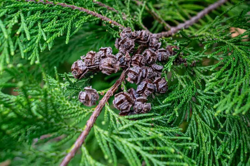 Hydrolat de cyprès BIO