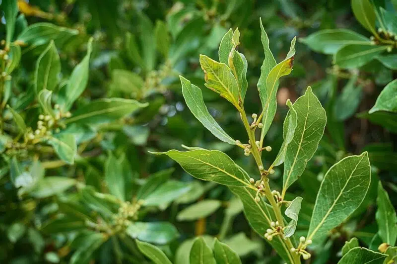 Hydrolat de laurier noble BIO