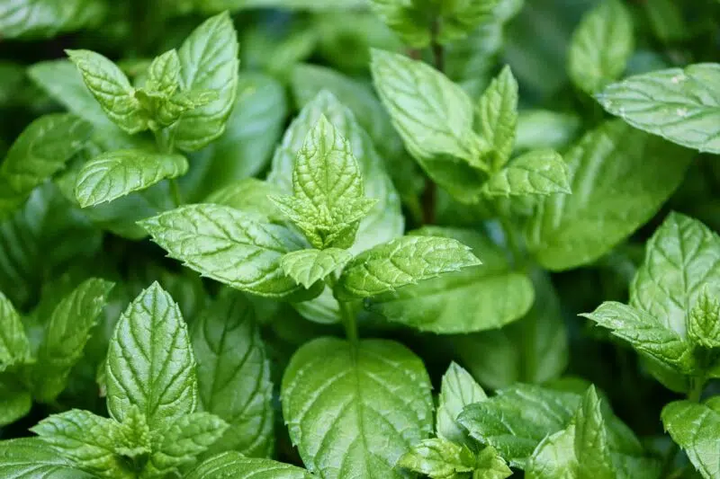Hydrolat de menthe poivrée BIO