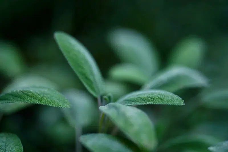 Hydrolat de sauge officinale BIO