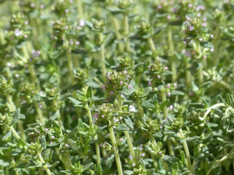 Hydrolat de thym à thuyanol BIO