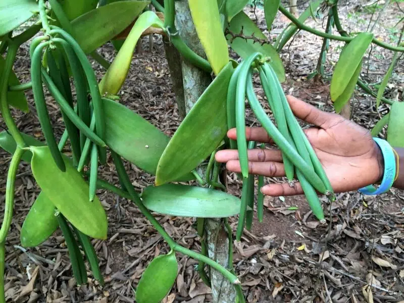 Oléorésine hydrosoluble de Vanille   BIO