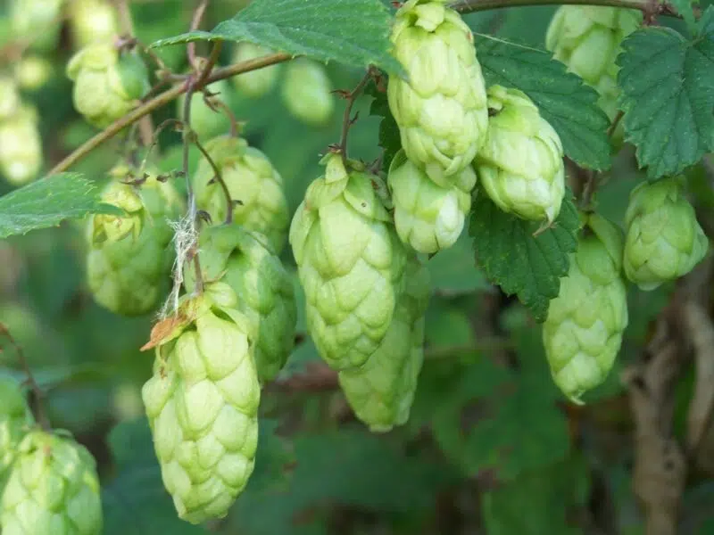 Huile essentielle de Houblon